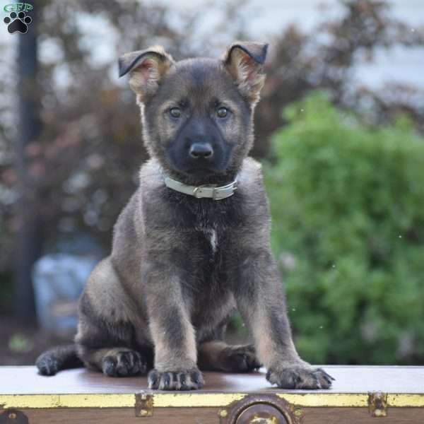 Lukas, German Shepherd Puppy